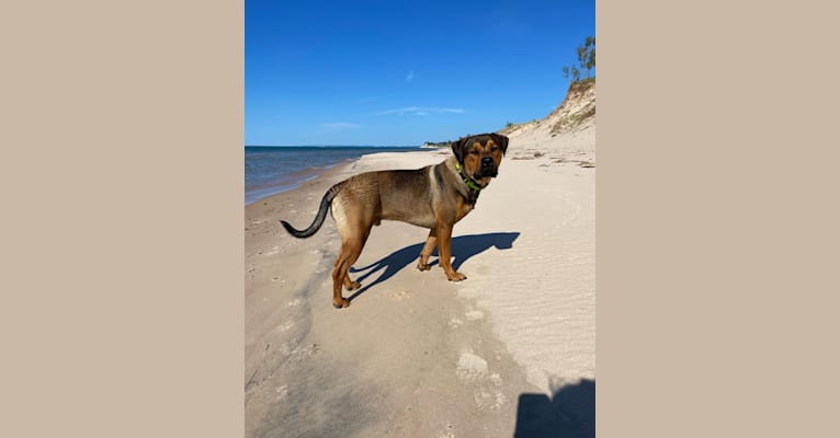 Lenny, a Rottweiler and American Pit Bull Terrier mix tested with EmbarkVet.com