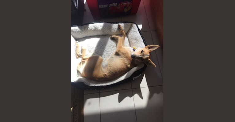 Chamonix, an Australian Cattle Dog and Australian Kelpie mix tested with EmbarkVet.com