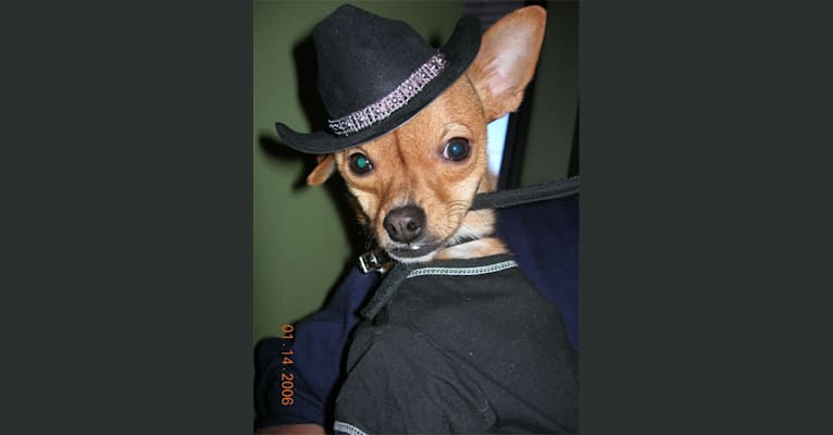Stevie, a Chihuahua and American Eskimo Dog mix tested with EmbarkVet.com