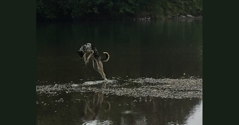 KAYDA, a Border Collie and Alaskan Malamute mix tested with EmbarkVet.com