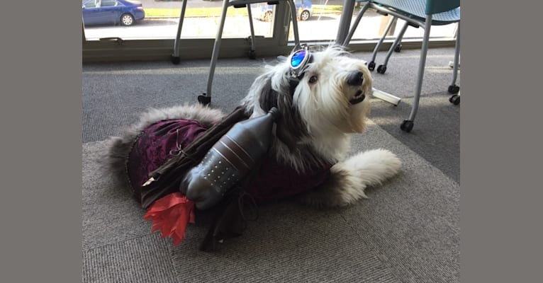 Winston, an Old English Sheepdog tested with EmbarkVet.com