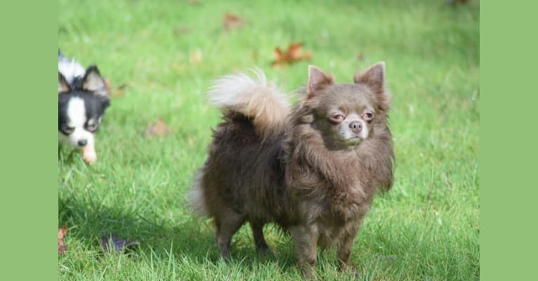 Swayze, a Chihuahua tested with EmbarkVet.com