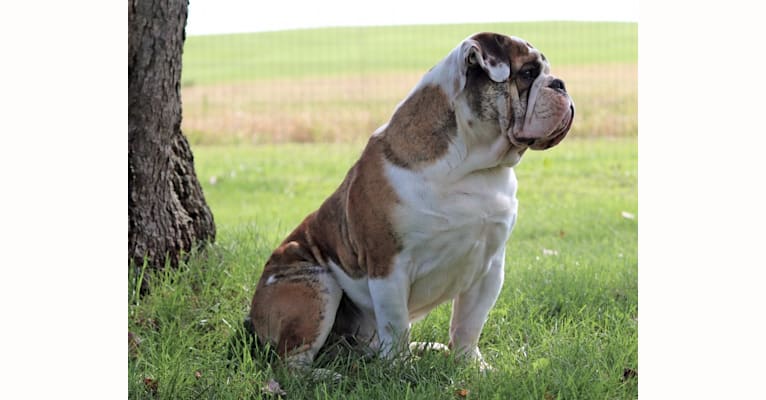 Obadiah IV, a Bulldog tested with EmbarkVet.com