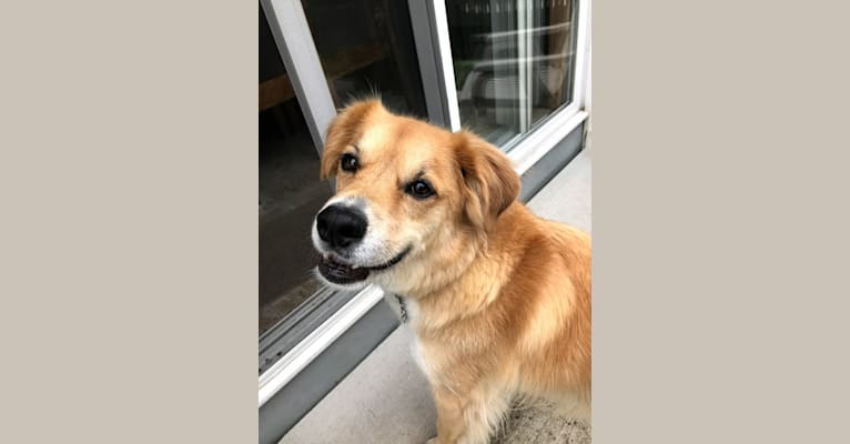 Hopper, a Great Pyrenees and Boxer mix tested with EmbarkVet.com