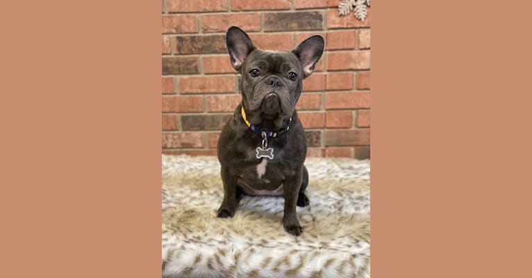 Photo of Ellie, a French Bulldog  in Springfield, OH, USA