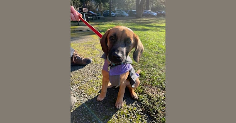 Roux, a Belgian Malinois and Beagle mix tested with EmbarkVet.com