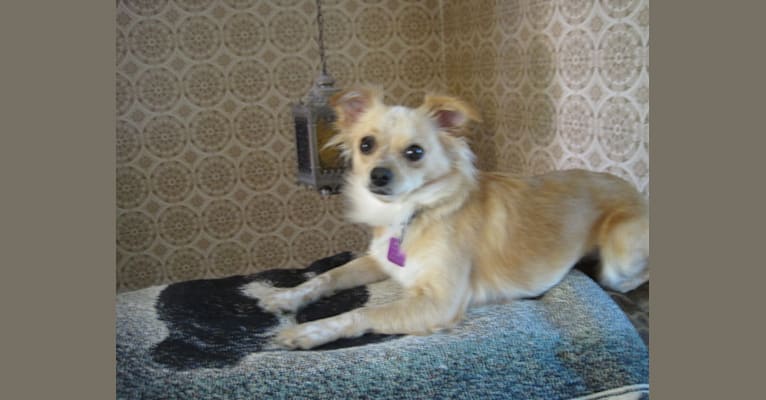 LADY, a Chihuahua and Poodle (Small) mix tested with EmbarkVet.com