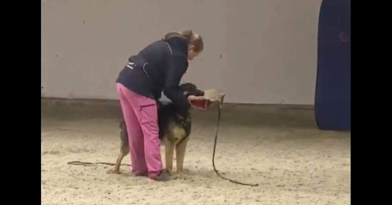 Azlaan, a German Shepherd Dog tested with EmbarkVet.com