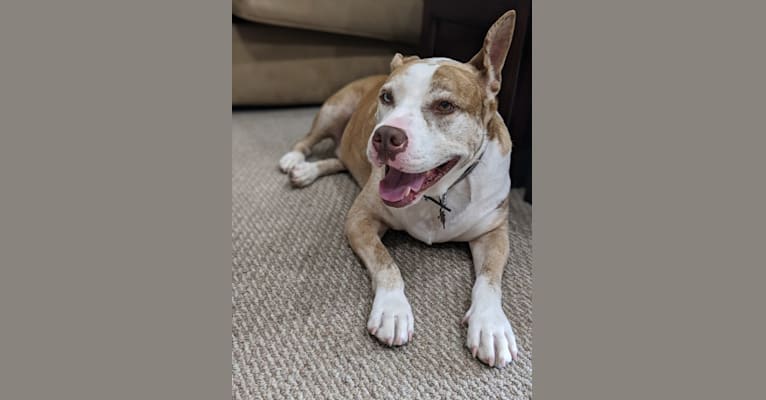Louie, an American Pit Bull Terrier and American Staffordshire Terrier mix tested with EmbarkVet.com