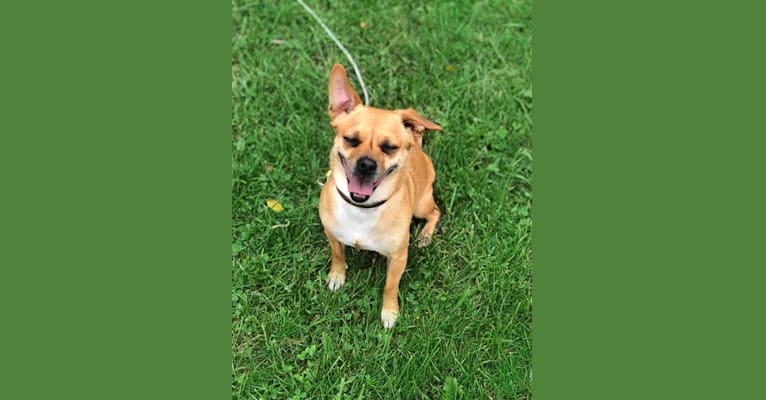 Stitch, a Rat Terrier and Pekingese mix tested with EmbarkVet.com
