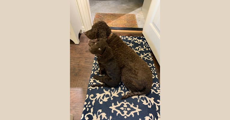 Pippit, an American Water Spaniel tested with EmbarkVet.com