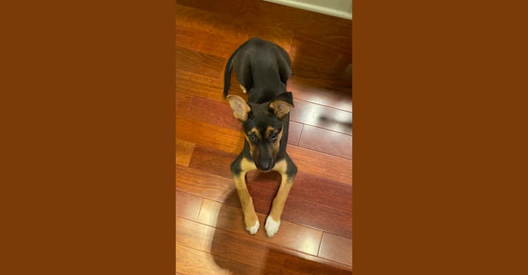 Lola, a German Shepherd Dog and American Pit Bull Terrier mix tested with EmbarkVet.com