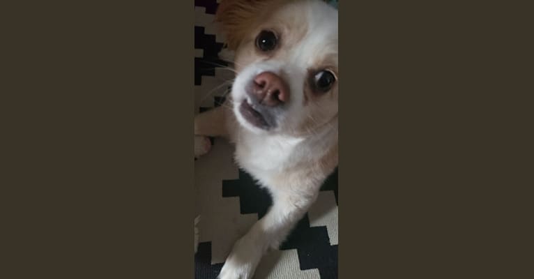 Ziggy, a Chihuahua and Pekingese mix tested with EmbarkVet.com