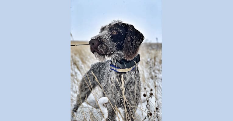 Kimber, a German Wirehaired Pointer tested with EmbarkVet.com