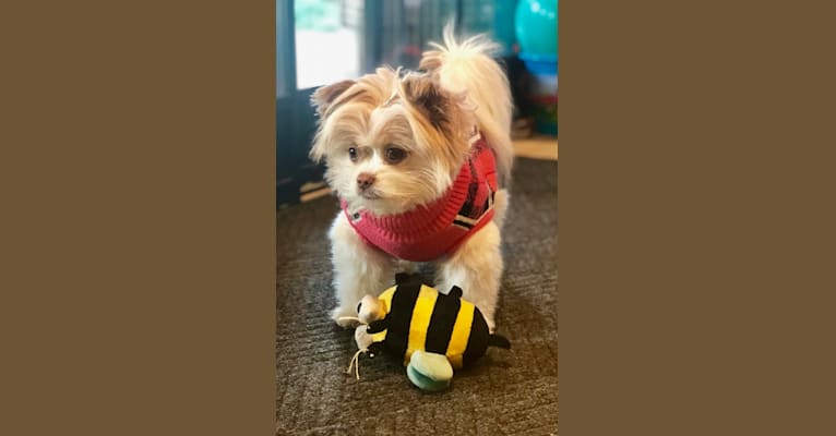 Photo of Gracie, a Chihuahua, Shih Tzu, Pomeranian, Miniature Pinscher, and Pekingese mix in Pet Harbor, West Redondo Beach Boulevard, Gardena, CA, USA