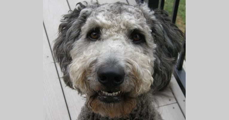Snickers, a Goldendoodle tested with EmbarkVet.com