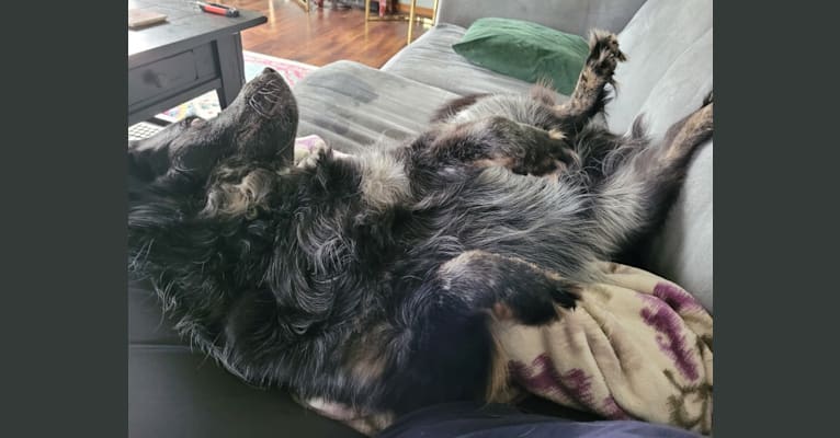 Odin 'stinky butt' Mussatti, an Australian Cattle Dog tested with EmbarkVet.com