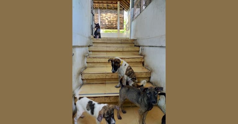 Bodhi, a Southeast Asian Village Dog tested with EmbarkVet.com