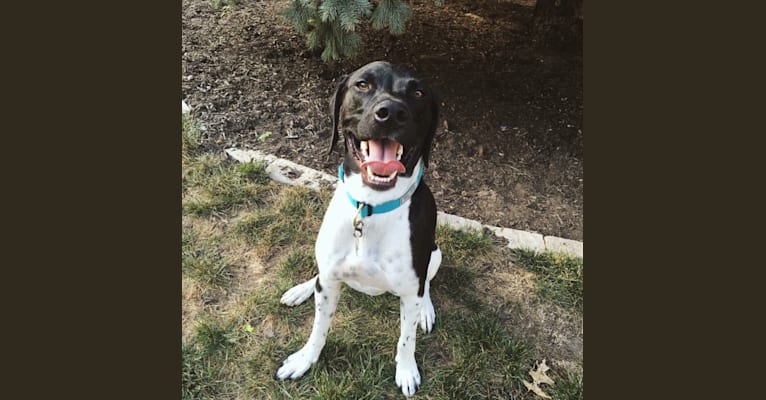 Jasper, a German Shorthaired Pointer and Brittany mix tested with EmbarkVet.com