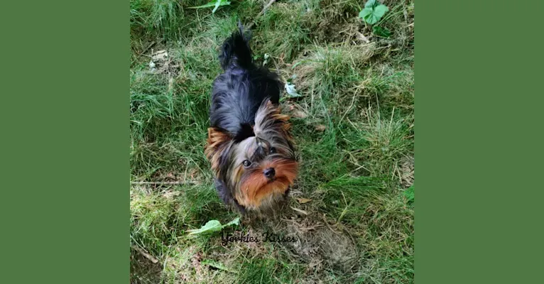 Photo of Lulu, a Yorkshire Terrier  in Uman', Cherkasy Oblast, Ukraine