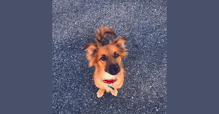 Photo of Finn, a Pomeranian, Russell-type Terrier, Chihuahua, Australian Cattle Dog, and Rat Terrier mix in DeKalb County Animal Services, Chamblee Dunwoody Road, Chamblee, GA, USA