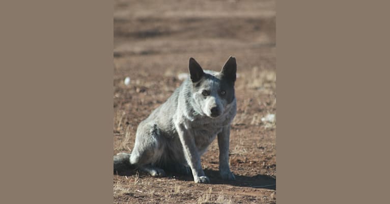 Lolly, an Australian Cattle Dog tested with EmbarkVet.com