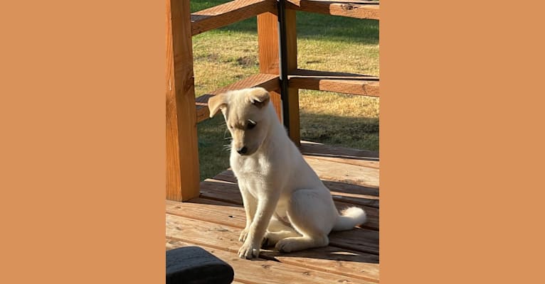 Nala, a Labrador Retriever and Chow Chow mix tested with EmbarkVet.com