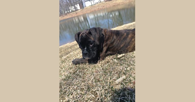 Murray, a Boxer tested with EmbarkVet.com