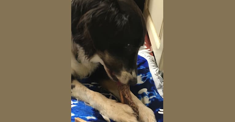 Shay, a Labrador Retriever and German Shepherd Dog mix tested with EmbarkVet.com