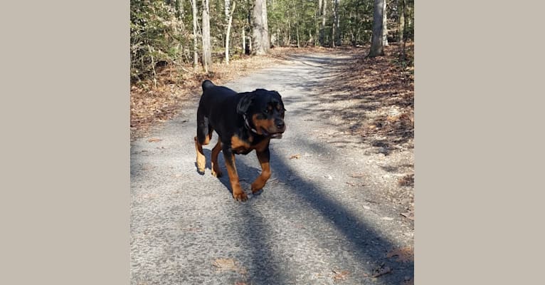 Photo of Adeline, a Rottweiler  in Lancaster, Pennsylvania, USA