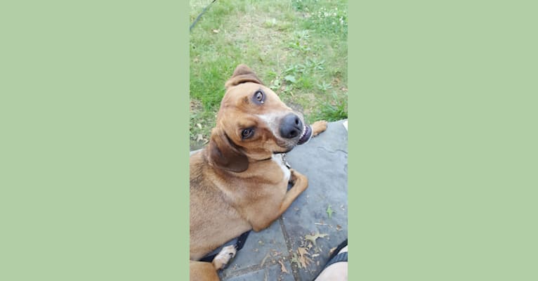 Freddy, a Redbone Coonhound and Beagle mix tested with EmbarkVet.com