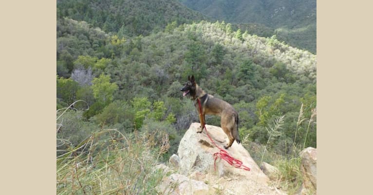 Photo of LIAM, a German Shepherd Dog and Belgian Malinois mix in Arizona, USA