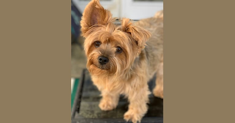 Willie, a Yorkshire Terrier tested with EmbarkVet.com
