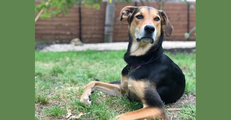 great pyrenees coonhound mix