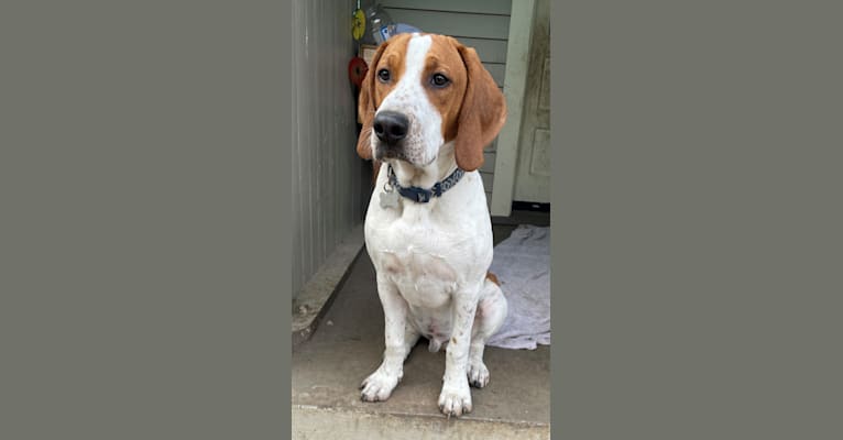 Banner, an American English Coonhound tested with EmbarkVet.com