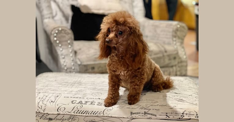 I Love Lucy, a Poodle (Small) tested with EmbarkVet.com