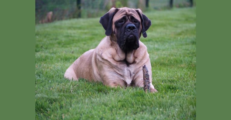 Ava of Noble Force, a Mastiff tested with EmbarkVet.com