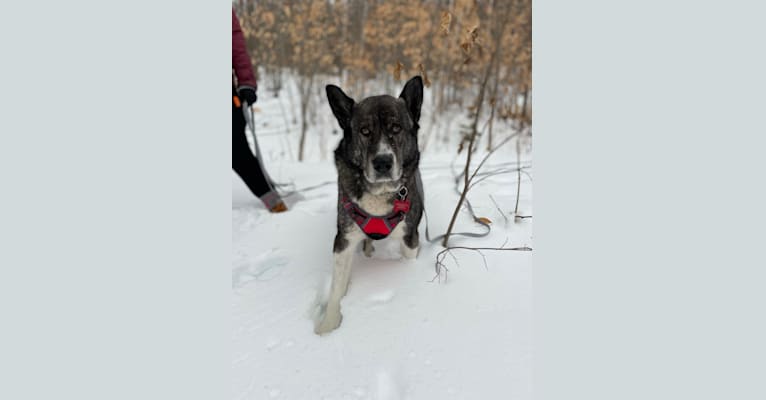 Mischka, a West Asian Village Dog tested with EmbarkVet.com