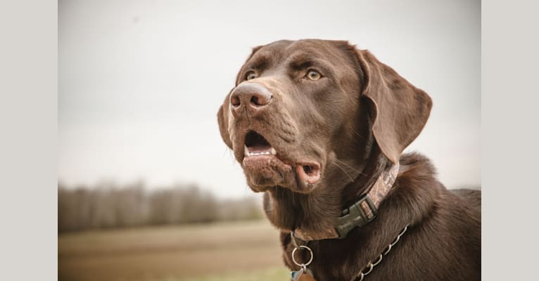 Ruger, a Labrador Retriever tested with EmbarkVet.com