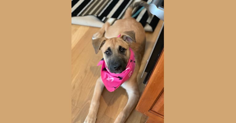 Photo of Nikki, a German Shepherd Dog, Chow Chow, American Pit Bull Terrier, and Mixed mix in Westborough, Massachusetts, USA