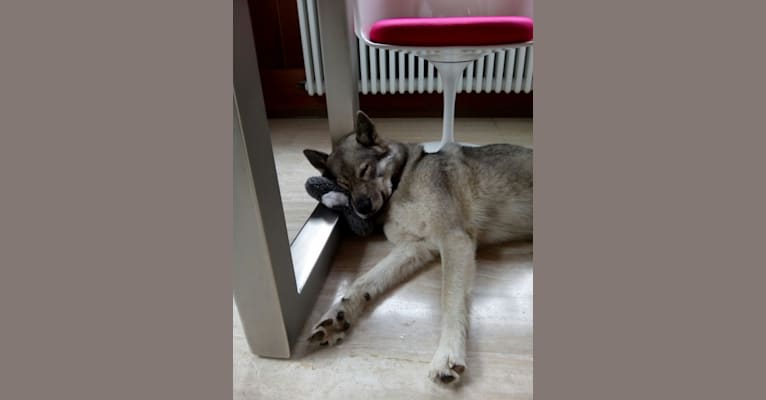 Altaya, a Siberian Husky and German Shepherd Dog mix tested with EmbarkVet.com
