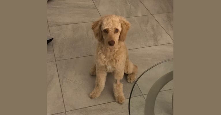 Kiko, a Poodle (Small) and Golden Retriever mix tested with EmbarkVet.com