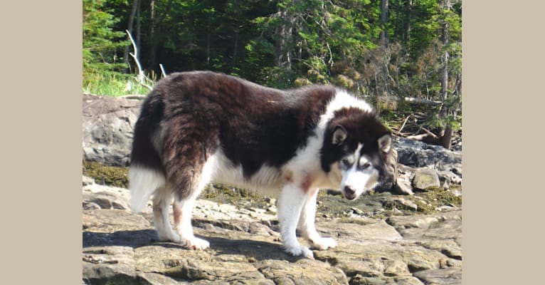 Nikita, a Siberian Husky tested with EmbarkVet.com