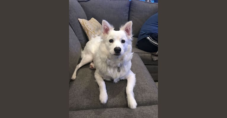 Luna, a Siberian Husky and Boston Terrier mix tested with EmbarkVet.com