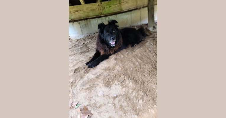 Teddy, a Rottweiler and Samoyed mix tested with EmbarkVet.com