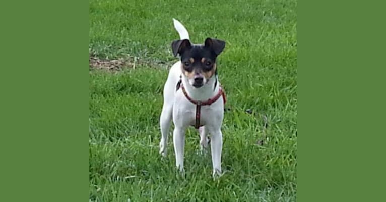 Photo of Ruby, a Rat Terrier 