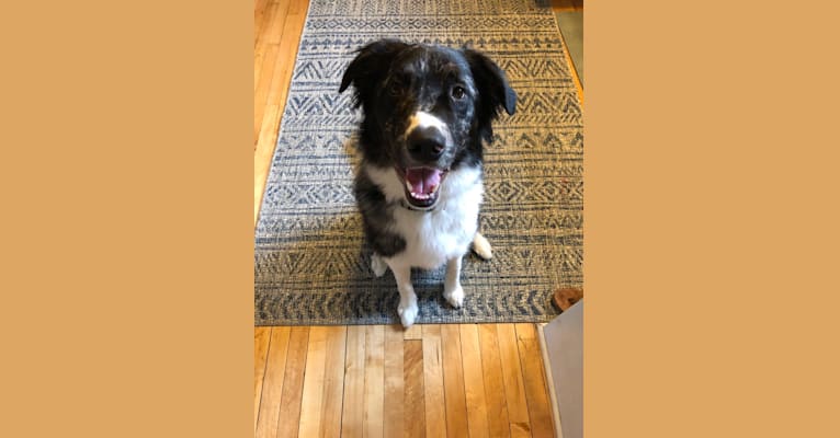 Photo of Murphy, a Border Collie, Chow Chow, American Pit Bull Terrier, Golden Retriever, and Mixed mix in Rochester, Minnesota, USA