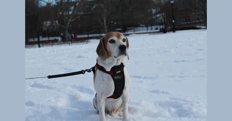 Chance, a Beagle and Basset Hound mix tested with EmbarkVet.com