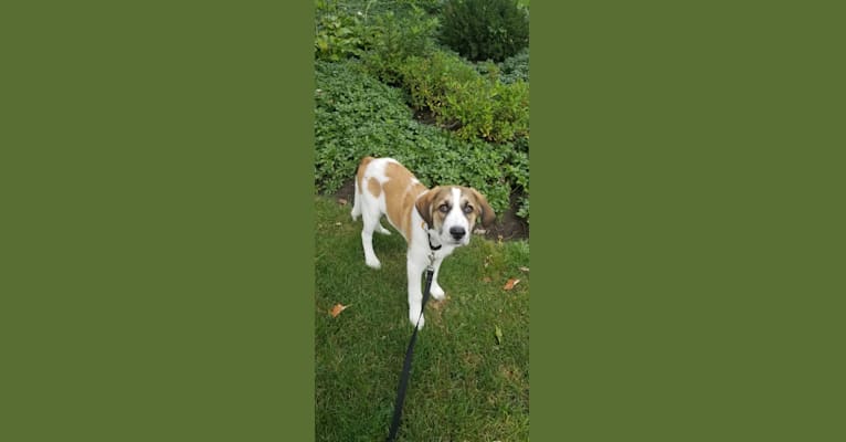 Walter, a Great Pyrenees and Mountain Cur mix tested with EmbarkVet.com