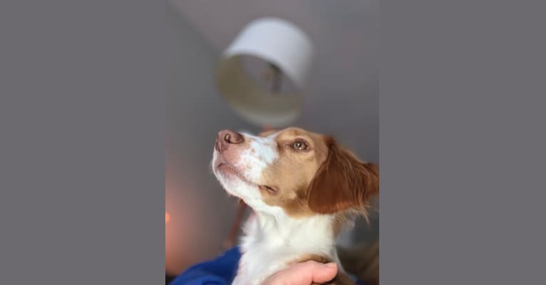 Rusty, a Brittany and Beagle mix tested with EmbarkVet.com